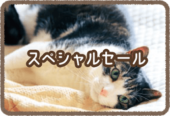 キャンペーン